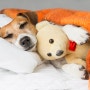 환절기 조심! 강아지 감기 증상과 예방법