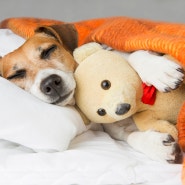 환절기 조심! 강아지 감기 증상과 예방법