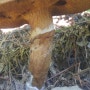 큰비단그물버섯 부작용