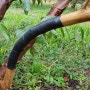 자두나무 유인작업