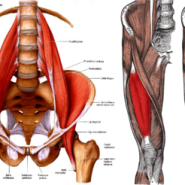 봉공근-무릎 내측 통증, 좌골 신경통