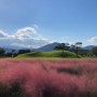 경주여행/경주 핑크뮬리/ 경주여행코스/ 핫플레이스 황리단길까지