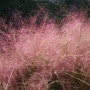 부산 온천천, 핑크뮬리 : 이쁜 핑크빛 물결이 일렁이는 이곳으로 가요.