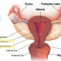 자궁: 정의 | 구조 | 출산시 기능👀❗