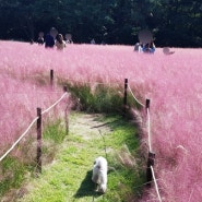 가을소풍 : 울산대공원 핑크뮬리