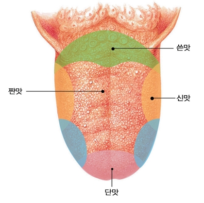 단맛,쓴맛,신맛,짠맛,감칠맛 미각의 원천, 입맛의 생명 유지 기능, 새로운 맛(우마미, 지방)의 발견 : 네이버 블로그