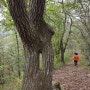 제천 용두산에 이런 나무가?