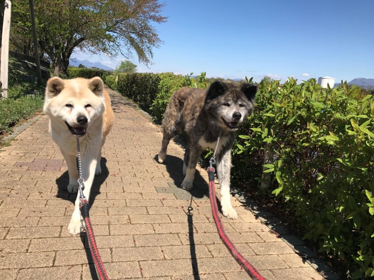 岩手犬 이와테이누 네이버 블로그 岩手犬 이와테이누 네이버 블로그