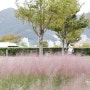 10월 부산 가볼만곳! 핑크색으로 물든 대저생태공원