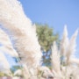 [충남 태안] 청산수목원/만리포 해수욕장 - 핑크뮬리와 팜파스로 센티한 감성 충만 가을여행
