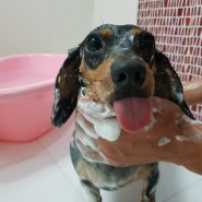 반려동물 샤워용품 스폰져블 오뜨-도그 베쓰버퍼(SPONGEABLES Haute Dog Bath Buffer)