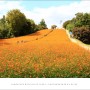 [서울 송파] 올림픽공원 들꽃마루...만개한 황하코스모스가 장관을 이루고