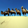 바양고비 몽골미니사막에서 낙타체험