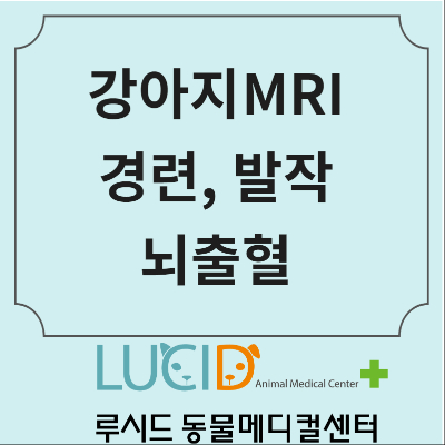 강아지가 뇌졸중에 걸렸을 때 어떻게 하시나요
