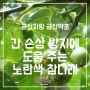 간 손상 방지에 도움 주는 노란색 참다래