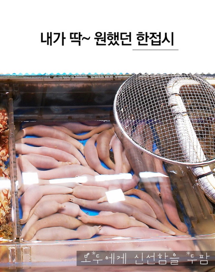 낚시미끼로 쓰기 좋은 개불가격 알아봤어요 : 네이버 블로그