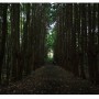 안돌오름 삼나무 숲