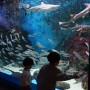 울산 아이와 가볼만한 곳 으로 장생포 고래박물관, 생태체험관