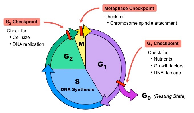세포 주기 (cell cycle) : 네이버 블로그 Biology Diagrams