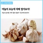 [스건모의 영양정보] 마늘의 효능에 대해 알아보자!!