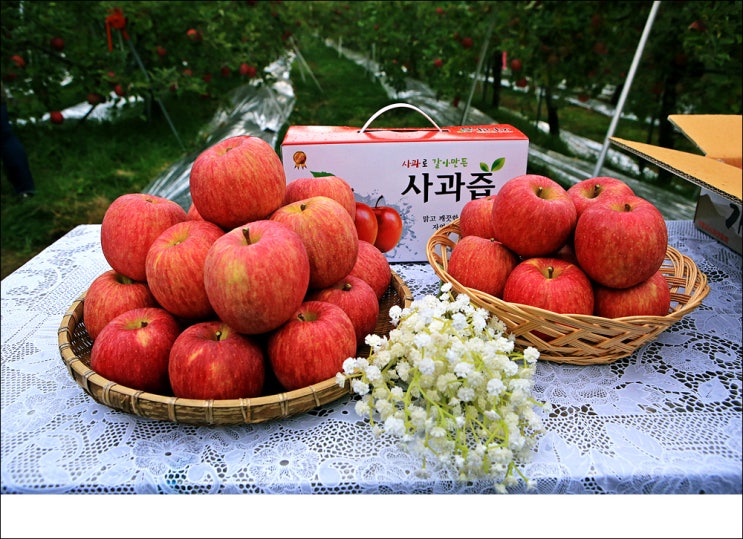 홍로 후지 직거래판매 과즙이 풍부한 가평 산속의사과 : 네이버 블로그