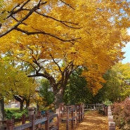 북한산 진관사 가을의 아름다움