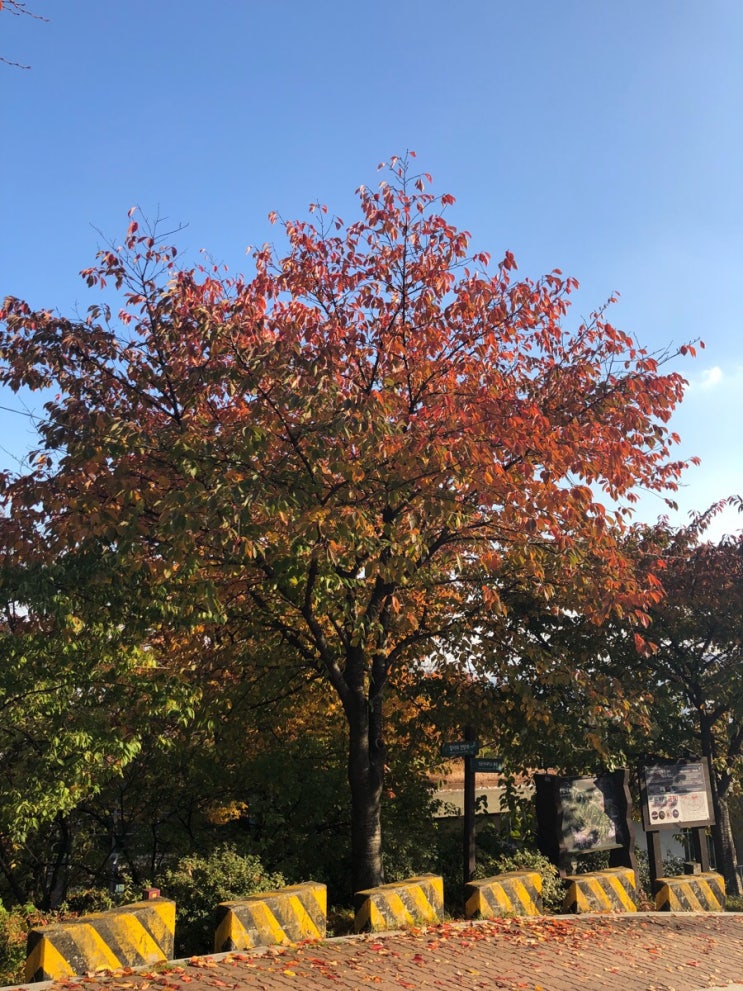 단풍 구경_성북동 와룡공원, 광나루 한강공원 : 네이버 블로그
