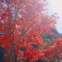 [경기도 남양주 요양병원 / 사회복지프로그램] 가을 산책, 단풍나들이