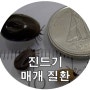 진드기 매개 질환 [바베시아, 빈혈]