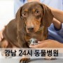[24시간 동물병원] 우리 댕댕이 위급사항 강남지역 24시 동물병원!