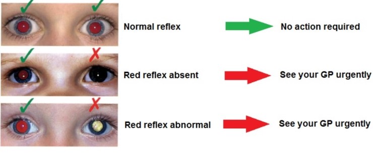 do dogs have a red reflex