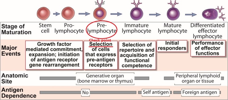 Ⅴ. Lymphocyte development and antigen receptor gene rearrangement : 네이버 블로그