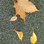 가을비에 떨어진 낙엽