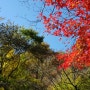 가을단풍여행 내장산