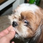 애견 수제 간식 전복 먹는 강아지 사진