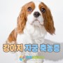 강아지 자궁 축농증 치료 수술 양천동물병원 초롱이 진료일기