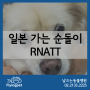 일본 가는 강아지의 RNATT / 강아지일본데려가는법, 강아지일본데려가기, 반려동물일본비행기, 광견병중화항체가검사, 강아지해외데려가기, 플라잉펫