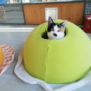 호빵 하우스, 고양이들을 위한 안성맞춤 선물