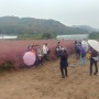 핑크뮬리 분양하는 화성특용작물농장