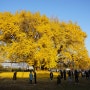 원주 반계리 은행나무 800년 동안 살아온 나무