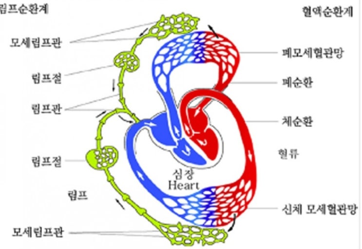 이 안된다구요? 림프가 뭐예요? : 네이버 블로그