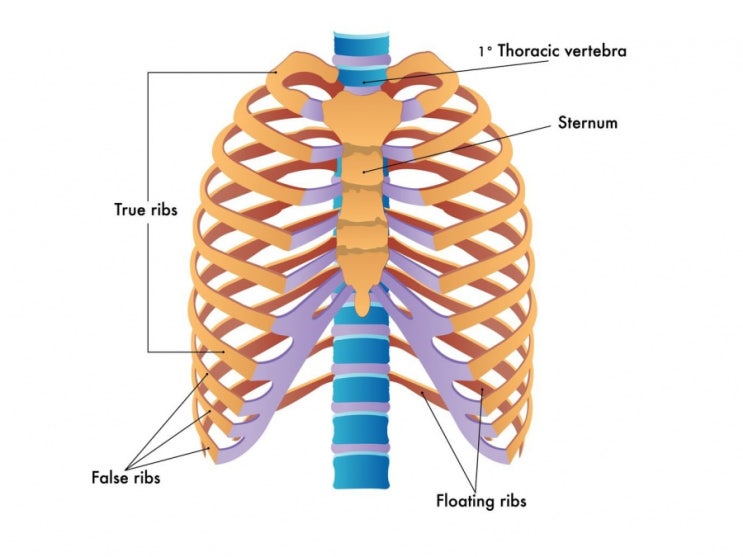 [김포 고촌 웬디필라테스] Pilates Basic Principle 3. Rib cage placement : 네이버 블로그