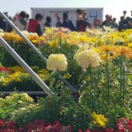 마산 가고파 국화 축제 꽃구경하세요^^