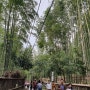 오사카여행 교토 아라시야마 대나무숲 & 요지야 카페