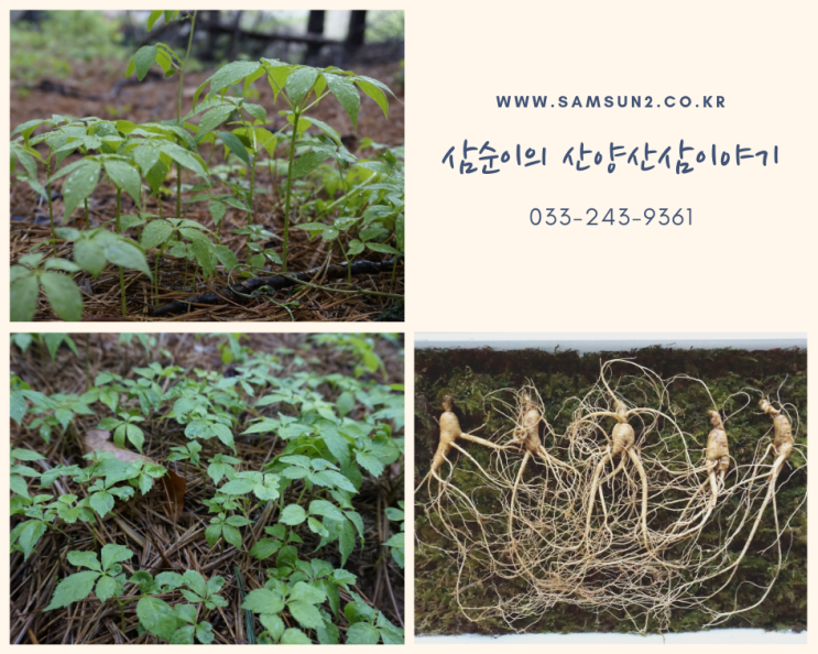 [산삼 이야기] 5년근산양삼 진짜 훌륭합니다 : 네이버 블로그
