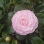 오늘 만난 예쁜 꽃_연분홍 동백(pale pink camellia)