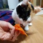 나비의 맛있는 일상, 감먹는 고양이