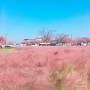 경주 핑크뮬리 힐링여행♥ 첨성대 가볼만한곳:)