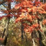 가을 나들이~ 용문산 용문사 은행나무~