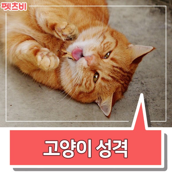 정말 귀여운 동물의 이미지